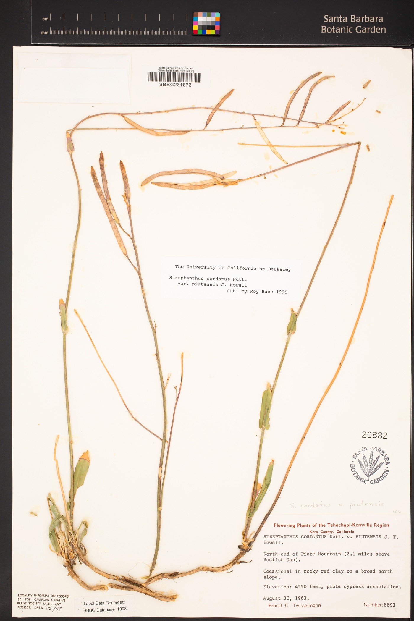 Streptanthus cordatus var. piutensis image