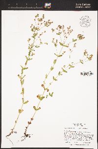 Hypericum mutilum subsp. mutilum image