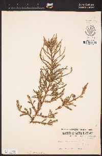 Image of Juniperus bermudiana