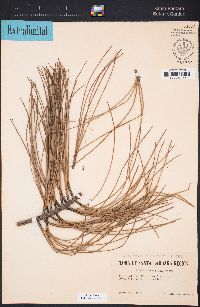Pinus torreyana image