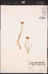 Allium haematochiton image