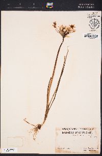 Allium peninsulare image