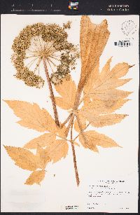 Angelica archangelica image