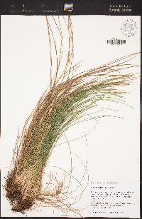 Carex multicaulis image