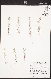 Eriastrum brandegeeae image