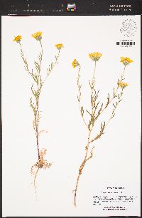 Layia septentrionalis image
