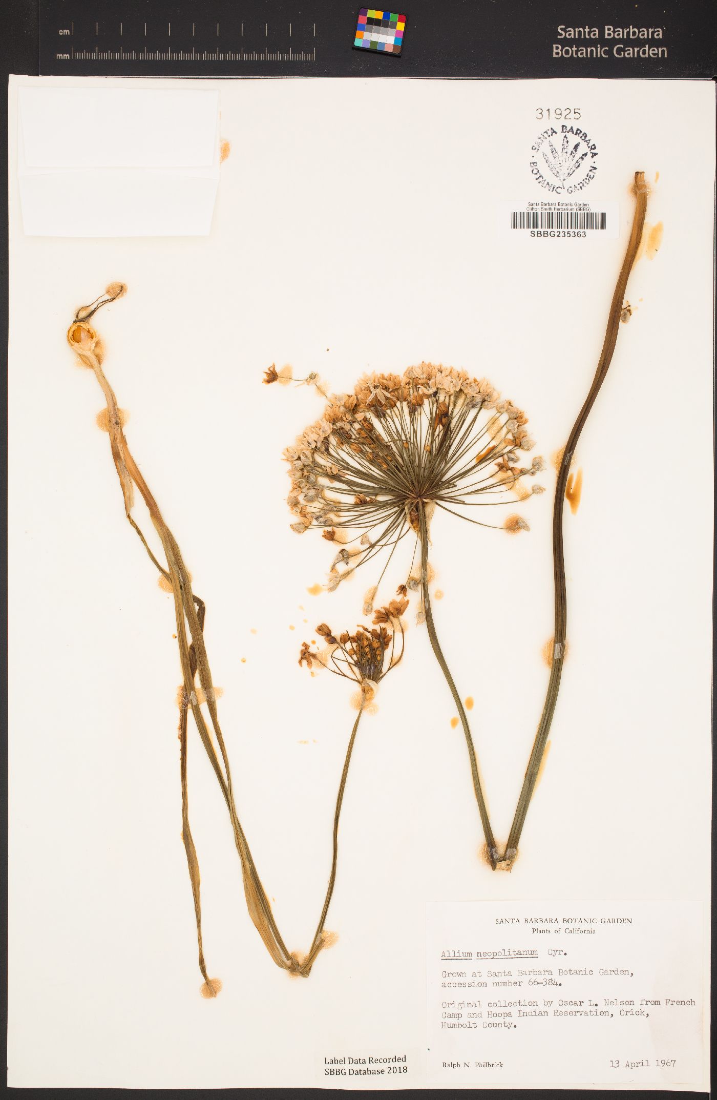 Allium neapolitanum image