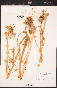 Image of Allium sativum