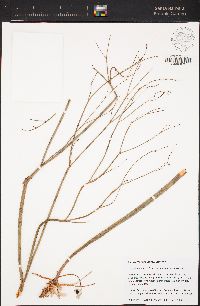 Eriogonum nudum var. pauciflorum image
