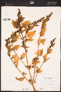 Atriplex dioica image