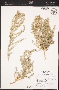 Atriplex elegans image