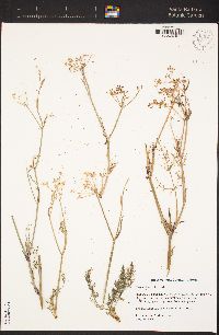 Foeniculum vulgare image