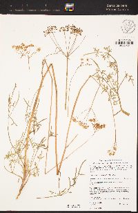 Perideridia californica image