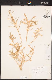 Atriplex polycarpa image