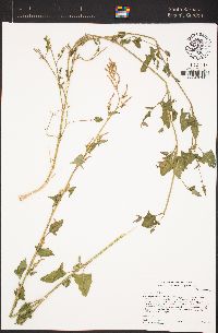 Atriplex prostrata image