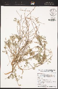 Atriplex semibaccata image