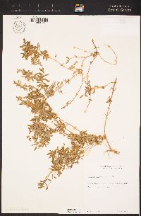 Atriplex semibaccata image