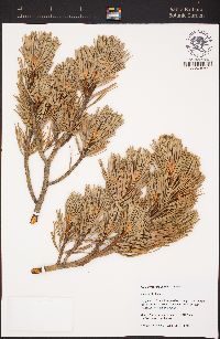 Pinus flexilis image