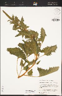 Chenopodium californicum image