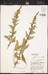 Chenopodium californicum image