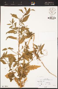 Chenopodium album image