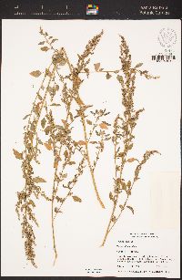 Chenopodium album image