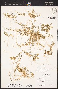 Chenopodium littoreum image