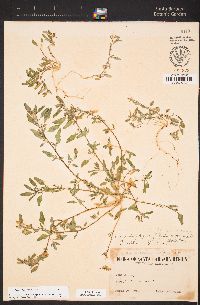 Chenopodium littoreum image