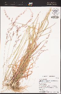 Ehrharta calycina image