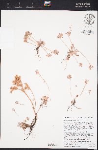 Sedum spathulifolium image