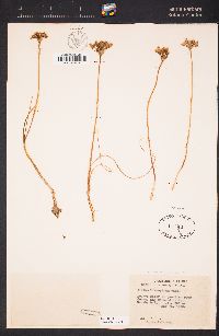 Allium lacunosum var. davisiae image