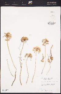 Allium lacunosum var. lacunosum image