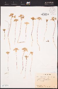 Allium lacunosum var. micranthum image