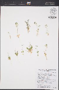 Draba cuneifolia image