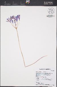 Triteleia bridgesii image