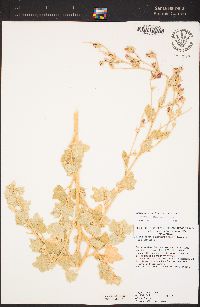 Malacothamnus abbottii image