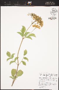 Sambucus nigra subsp. canadensis image