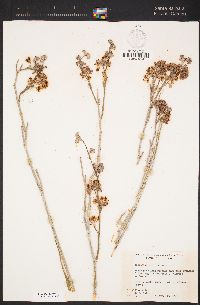 Asclepias albicans image