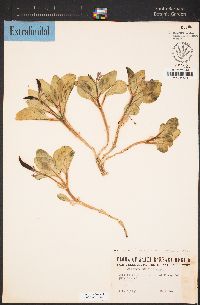 Cycladenia humilis var. jonesii image