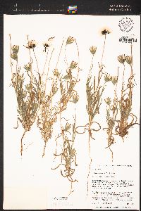 Achyrachaena mollis image