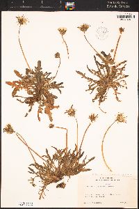 Agoseris apargioides image