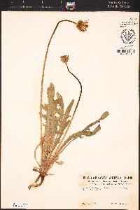 Agoseris grandiflora image