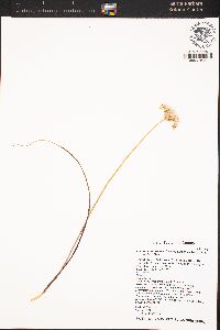 Allium tuolumnense image