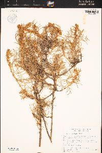 Artemisia nesiotica image