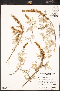 Ambrosia chamissonis image