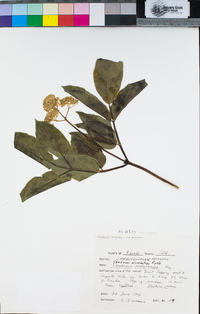 Sambucus racemosa image