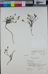Stephanomeria lactucina image