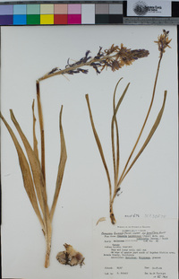 Camassia quamash image