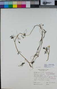 Ranunculus aquatilis var. diffusus image