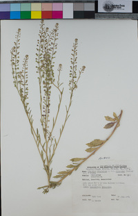 Lepidium virginicum subsp. menziesii image